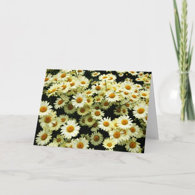 Daisies blank greetings card (Front)