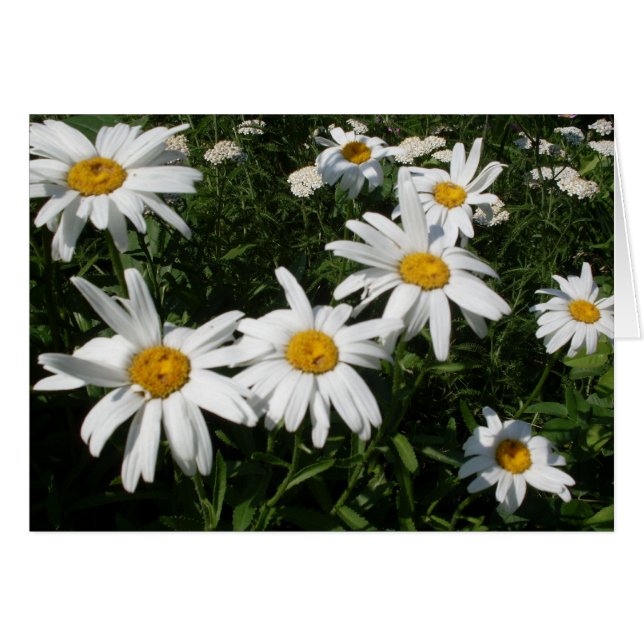 Daisies Blank Inside Personalise Card (Front Horizontal)