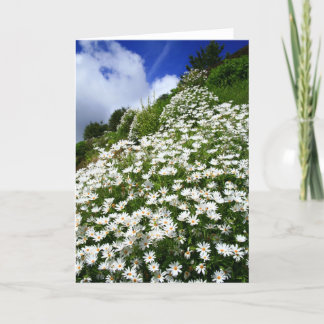 Daisies Card