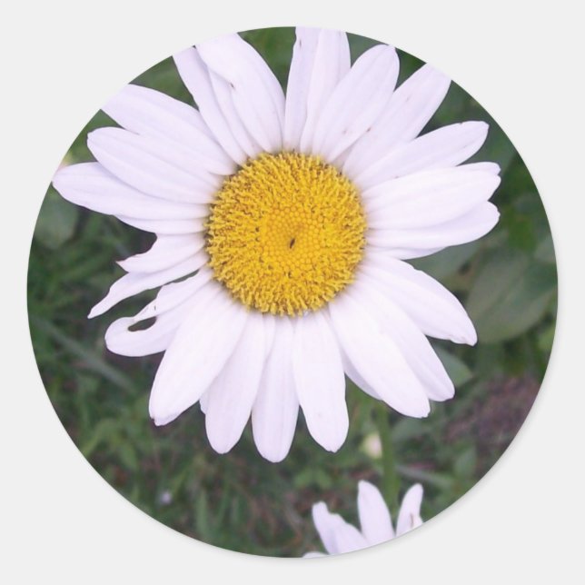 Daisies Classic Round Sticker (Front)