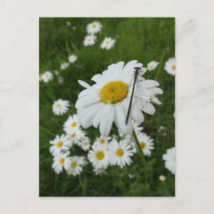 Daisies Close up & Damselfly DIY Postcard