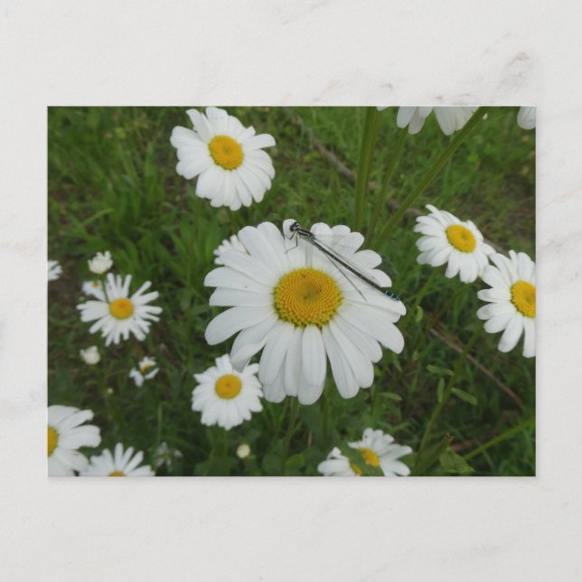 Daisies & Damselfly DIY Postcard (Front)