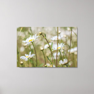 Daisies Field Canvas Print