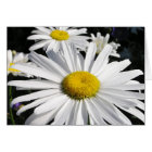 Daisies Flower Card