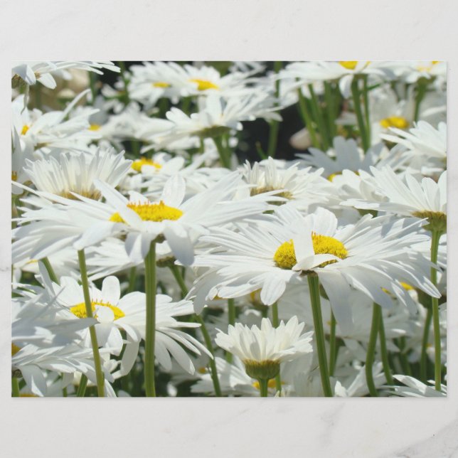 Daisies Flowers Scrapbook paper Themed Designer (Front)