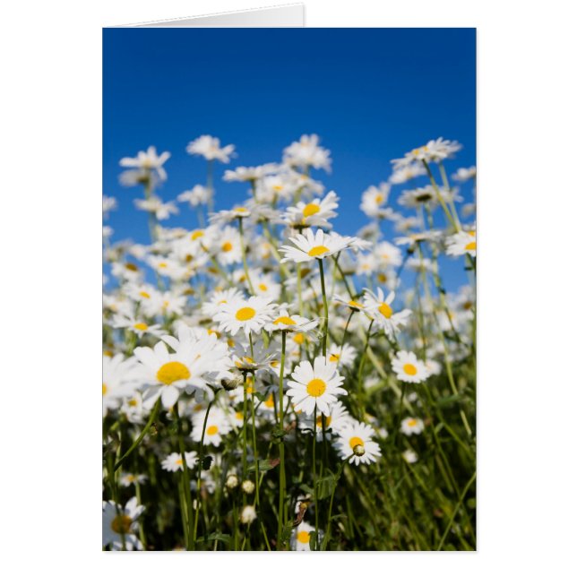 Daisies folded card (Front)