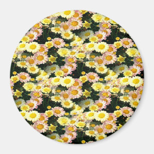 Daisies Galore...... Magnet