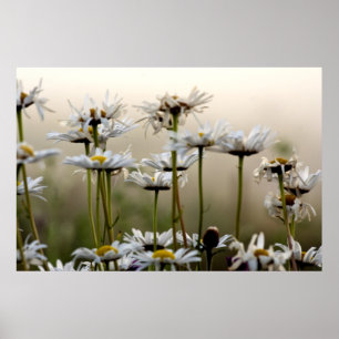 Daisies In The Fog Print