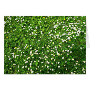 Daisies in the Grass