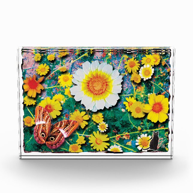 Daisies May  Photo Block (Front)
