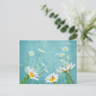 Daisies on a blue background postcard