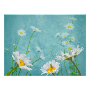 Daisies on a blue background poster