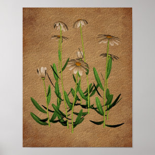 Daisies On Aged Paper Floral Art Poster