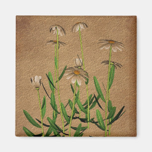 Daisies On Aged Paper Floral Magnet