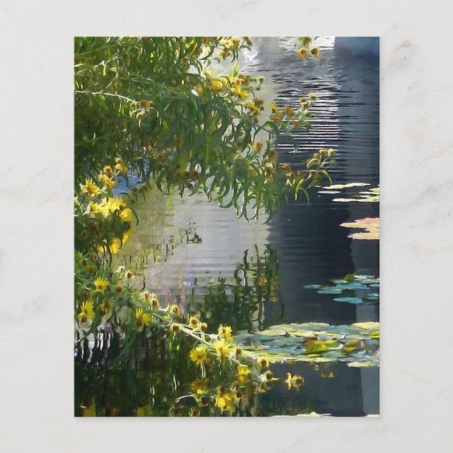 Daisies on pond (Front)