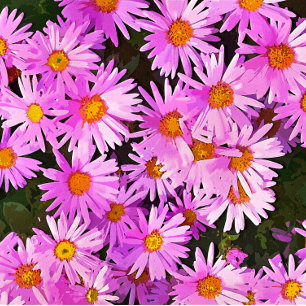 DAISIES PHOTO PRINT