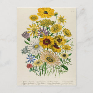 Daisies, plate 31 from 'The Ladies' Postcard