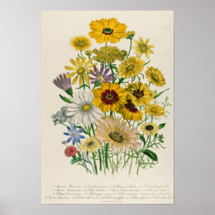 Daisies, plate 31 from 'The Ladies' Poster