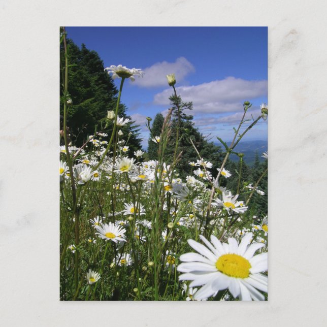 Daisies Postcard (Front)