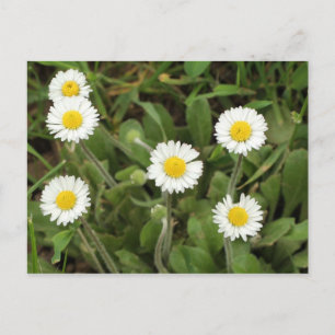 Daisies Postcard