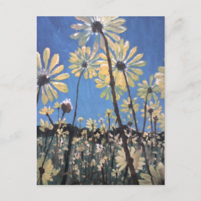 daisies postcard (Front)
