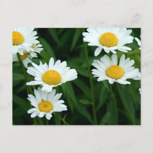 Daisies Postcard
