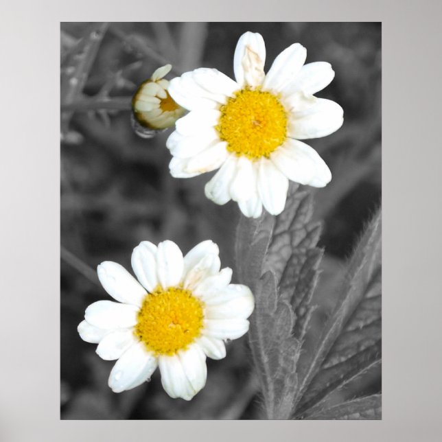 Daisies Poster (Front)