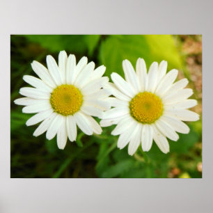 Daisies Poster