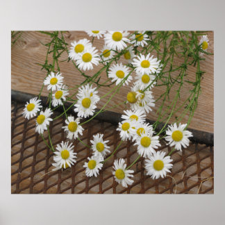 Daisies Poster