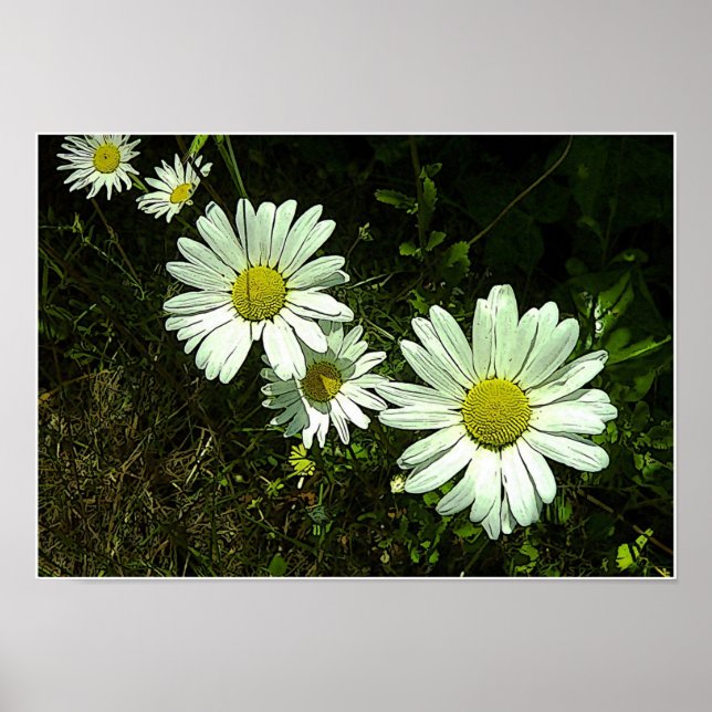 Daisies Poster (Front)