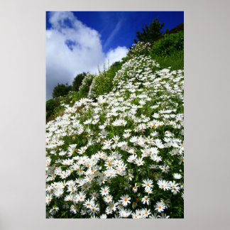 Daisies Poster