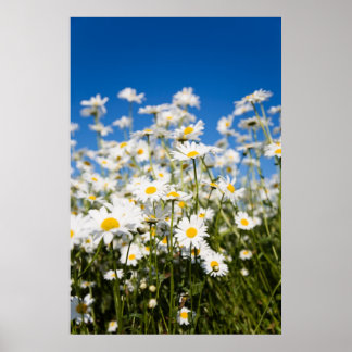 Daisies poster/canvas print