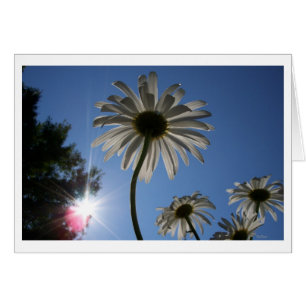 Daisies reaching for the Sky