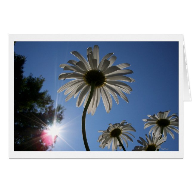 Daisies reaching for the Sky (Front Horizontal)