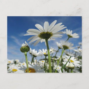 Daisies Reaching for the Sky Postcard