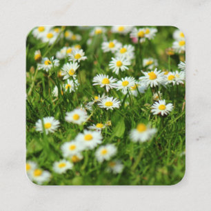 Daisies Square Business Card