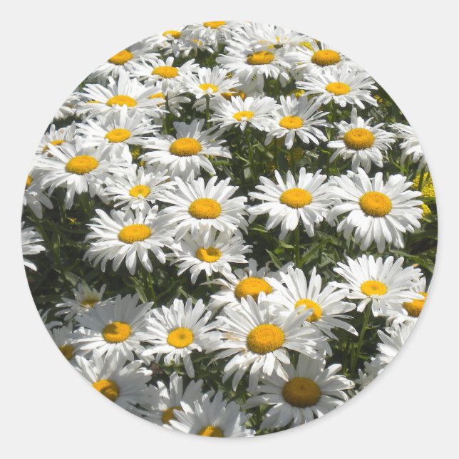 Daisies Stickers (Front)