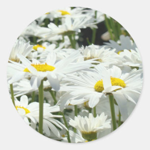 Daisies Stickers custom White Daisy Flowers unique