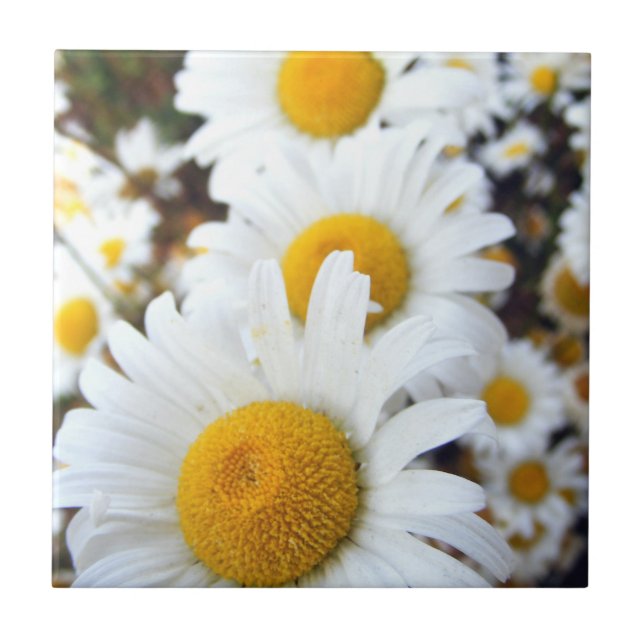 Daisies Tile (Front)