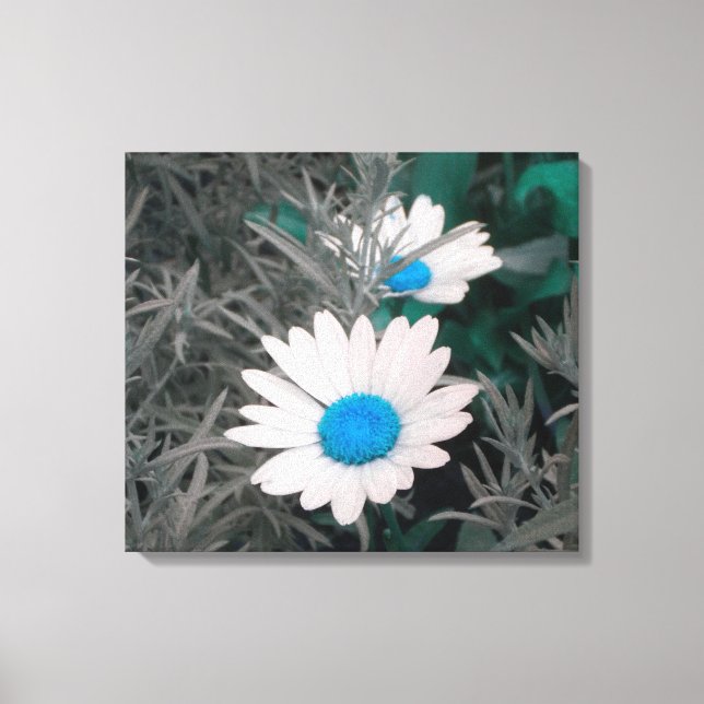 Daisies (w/Blue) Wrapped Canvas (Front)