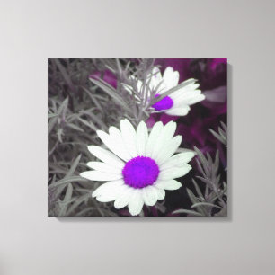 Daisies w/Purple Wrapped Canvas print