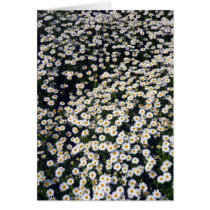 daisies white