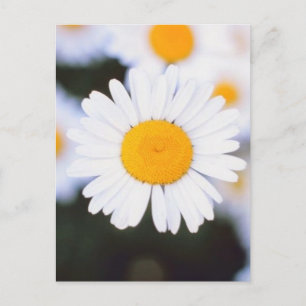 Daisiest Daisy Postcard