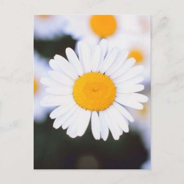 Daisiest Daisy Postcard (Front)