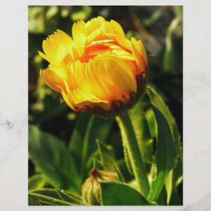 Daisy