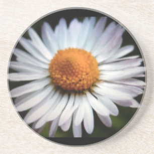 Daisy 1 Coaster