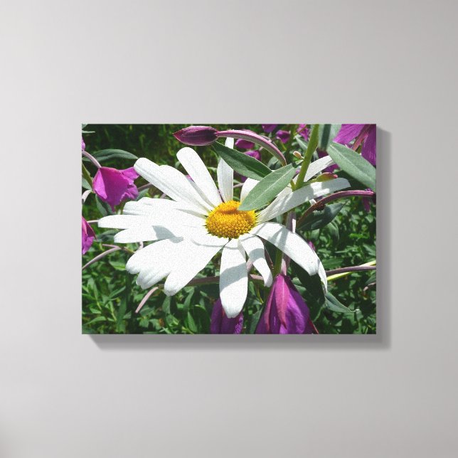 Daisy and Fireweed Wildflower Canvas Print (Front)