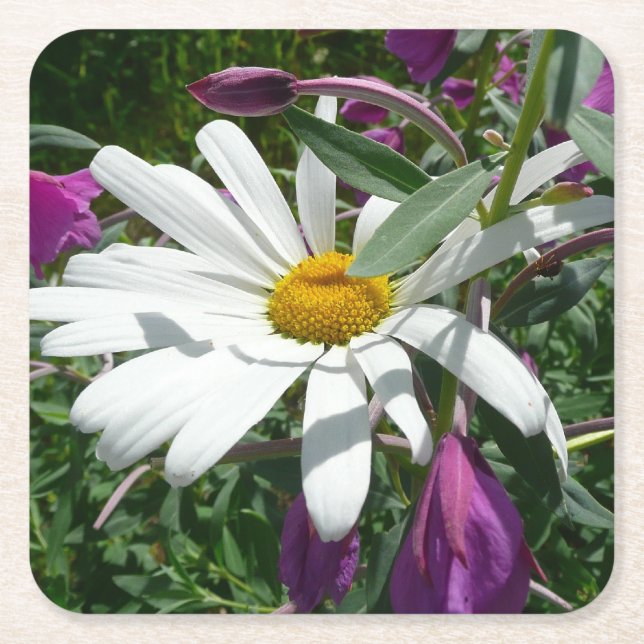 Daisy and Fireweed Wildflower Square Paper Coaster (Front)