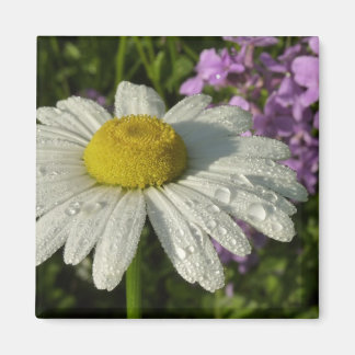 Daisy and Summer Lilac Wildflower Magnet