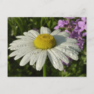 Daisy and Summer Lilac Wildflower Postcard